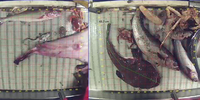 Images from camera monitoring of catches on a fishing vessel. To estimate the size of the fishes, a grid overlay and measuring line is integrated in the video audit programme. Photo: Heiðrikur Bergsson,