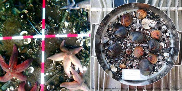 Examples of bottom living organisms in Limfjorden and Kattegat. Photo: Ciaran McLaverty.