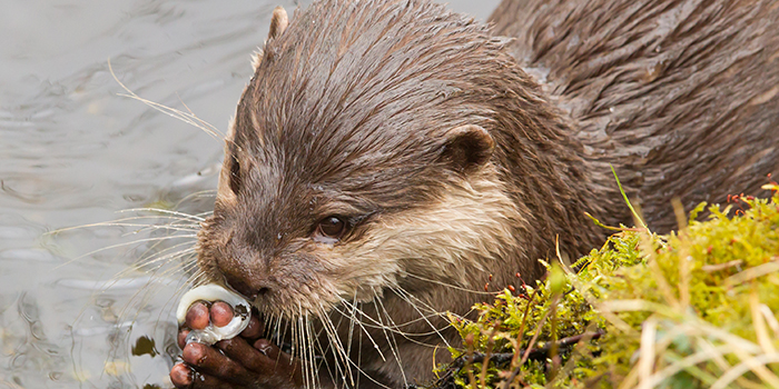 Otter eating a fish. Photo: Colourbox.