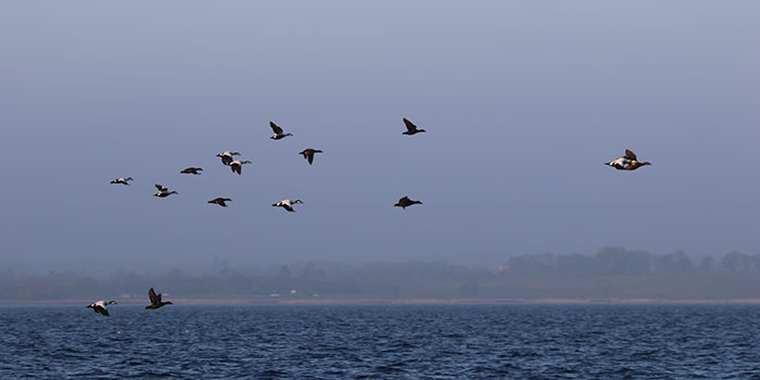 Common eiders. Photo: DTU Aqua.