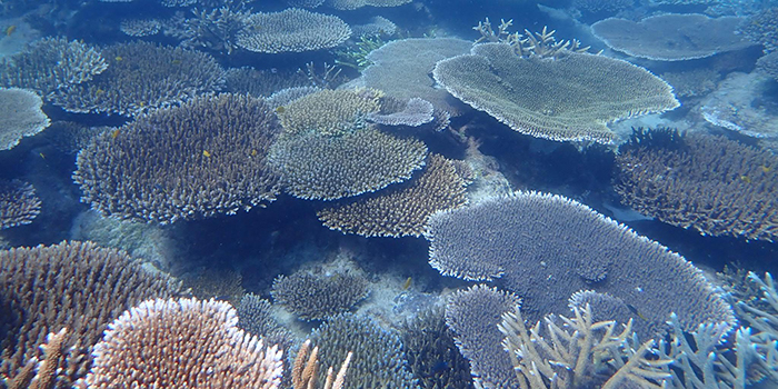 Koralsamfund ved Great Barrier Reefs Palm Islands. Foto: Neil Maginnis.