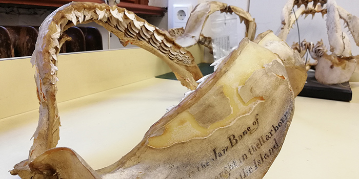Tiger shark jaw. Photo: Alice Manuzzi