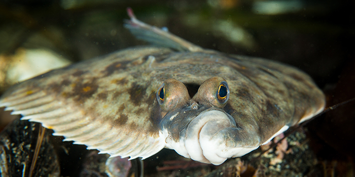 Plaice. Photo: Kenneth Løvholt.