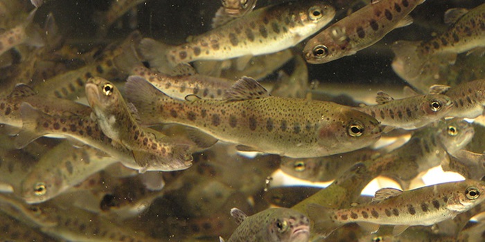 Regnbueørred. Foto: DTU Aqua.