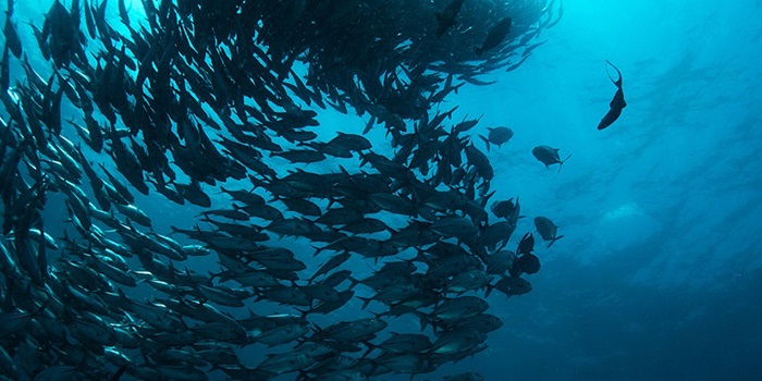 School of fish. Anna Varona, CC BY 4.0 <https://creativecommons.org/licenses/by/4.0>, via Wikimedia Commons