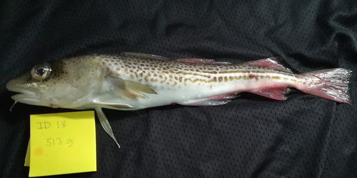 Skinny cod. Photo Marie Plambech Ryberg