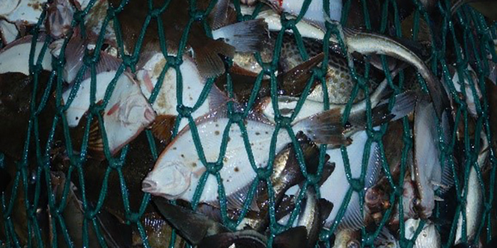 Rødspætter fanget for at undersøge discard overlevelse i trawlfiskeriet i Østersøen.  Foto: Esther Savina, DTU Aqua