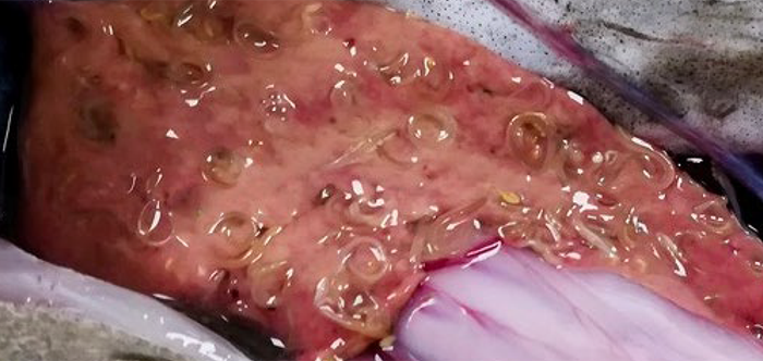 Cod liver with a high density of nematodes (19 nematodes per gram liver tissue). Photo: Marie Plambech Ryberg