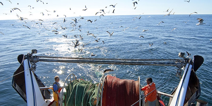 Trawlfiskeri. Foto: Øivind Berg