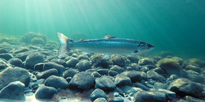 Sea trout. Photo: Niels Vestergaard, salar.dk