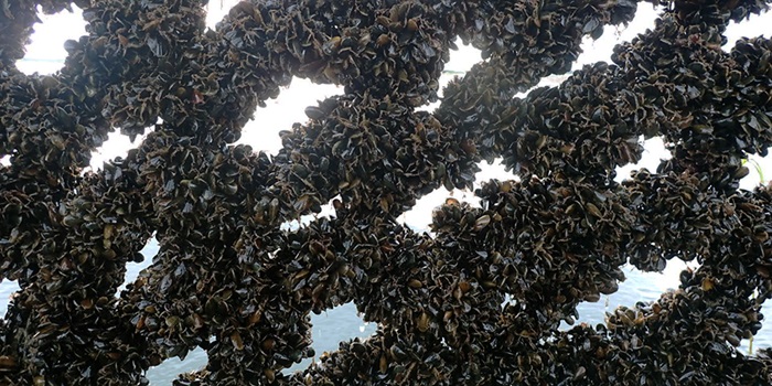 Mitigation mussels ready for harvest, grown at high density to maximize nutrient extraction from the eutrophic Limfjorden. Photo: Daniel Taylor.