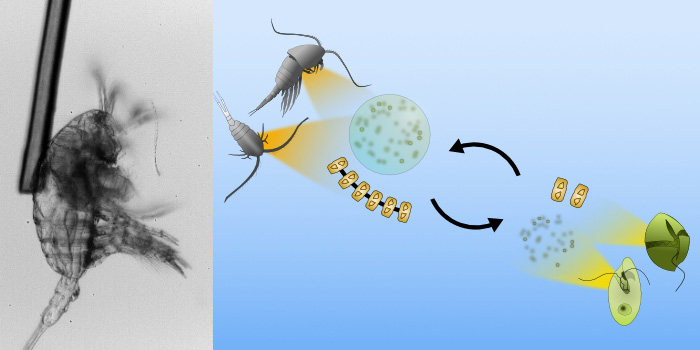 Directly observing predator-prey interactions is necessary to establish a mechanistic understanding of phytoplankton defenses. Photo and graphic work: Fredrik Ryderheim.