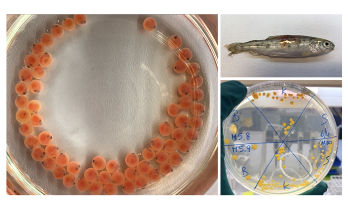 Æg fra regnbueørred. T.h.: Regnbueørred-yngel med skindlæsion forårsaget af F. psychrophilum samt re-isolering af bakterien fra inficerede fisk. Fotos: V.L. Donati.