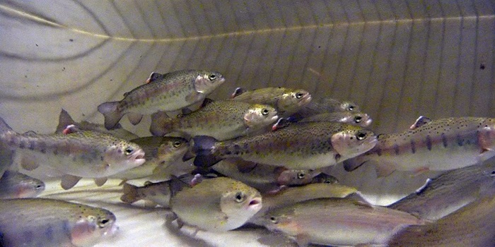 Juvenile rainbow trout (Oncorhynchus mykiss) in a tank. Photo: Tilo Pfalzgraff.