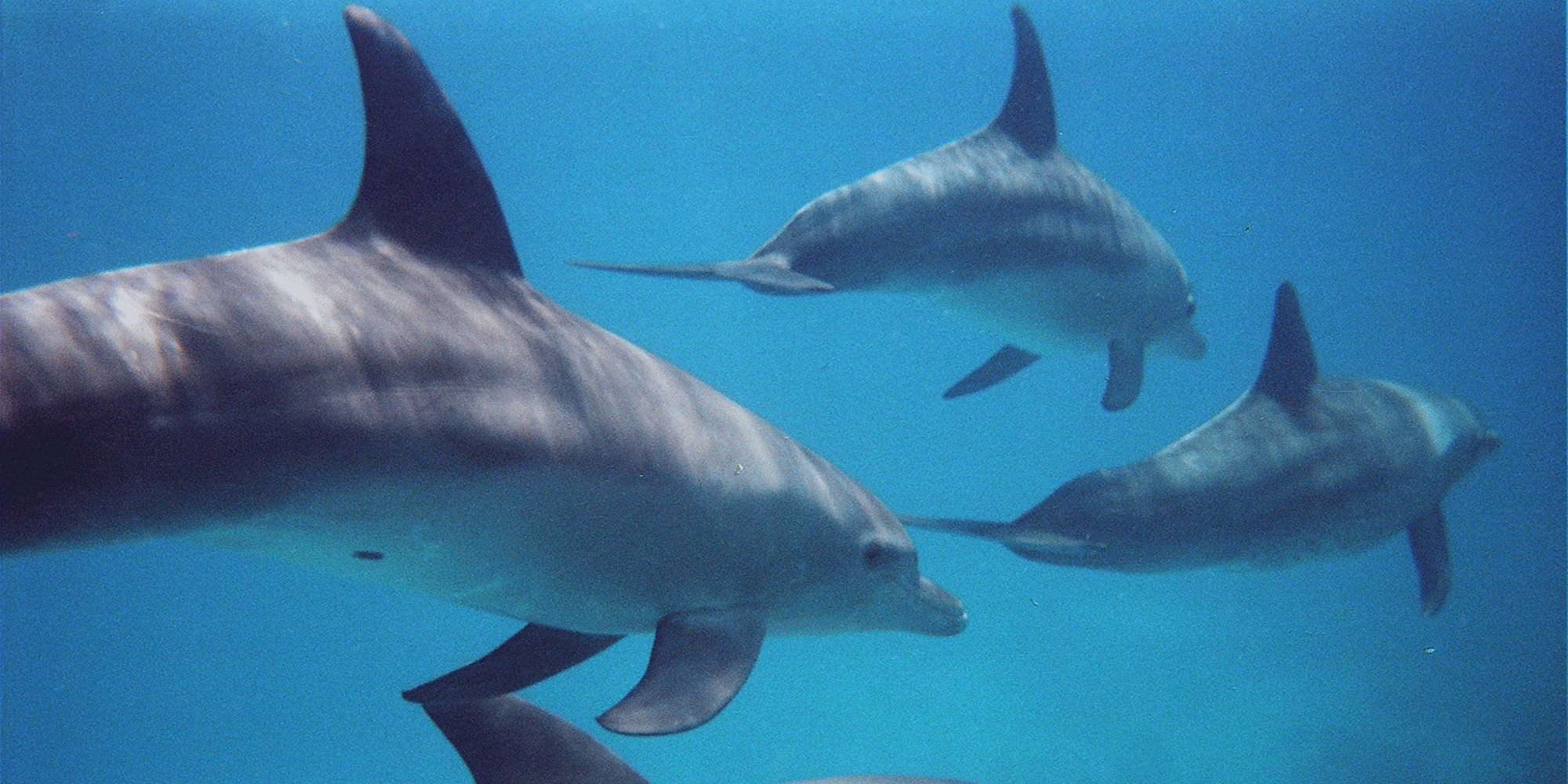 Bottlenose dolphins. COLOURBOX/Daniel Lamborn