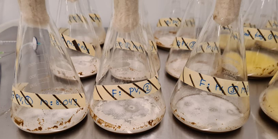 Cultivation of white-rot fungi on brewer’s spent grain by solid-state fermentation. Photo: Freja Manø Busk Karlsen