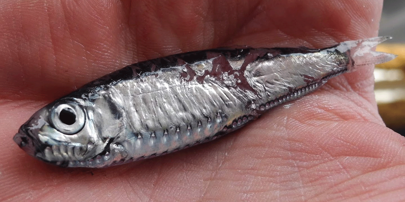 A common mesopelagic fish species, Müller’s pearlside (Maurolicus muelleri). Photo: Kjetil Gjeitsund Thorvaldsen.