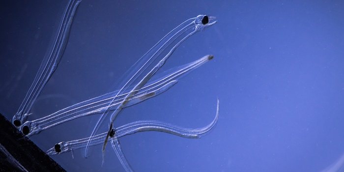 European eel larvae feeding in Kreisel tanks. Photo: Sune Riis Sørensen