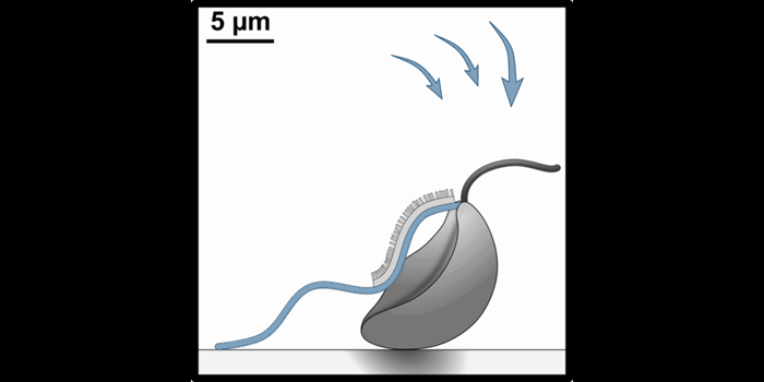 In the water, a flagellate powers a current by beating its flagella and draws food closer to capture and engulf it.