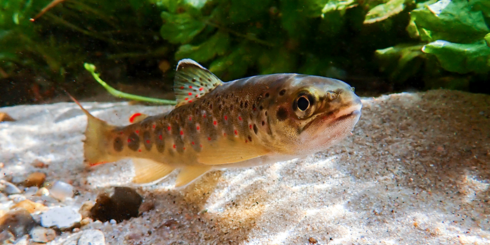 Sea trout. Photo: Kristi Källo
