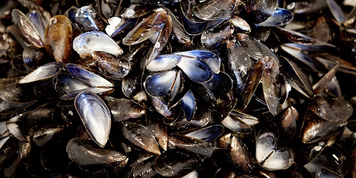Udnyttelsen af muslingeskaller til høj-værdiprodukter er en af mange sidestrømsressourcer, der i øjeblikket eksperimenteres med i den europæiske seafood-sektor. Foto: Colourbox.dk