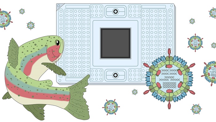 Grafisk fremstilling med fisk. virus og en chip. Af Juliane Sørensen, fremstillet i InkScape
