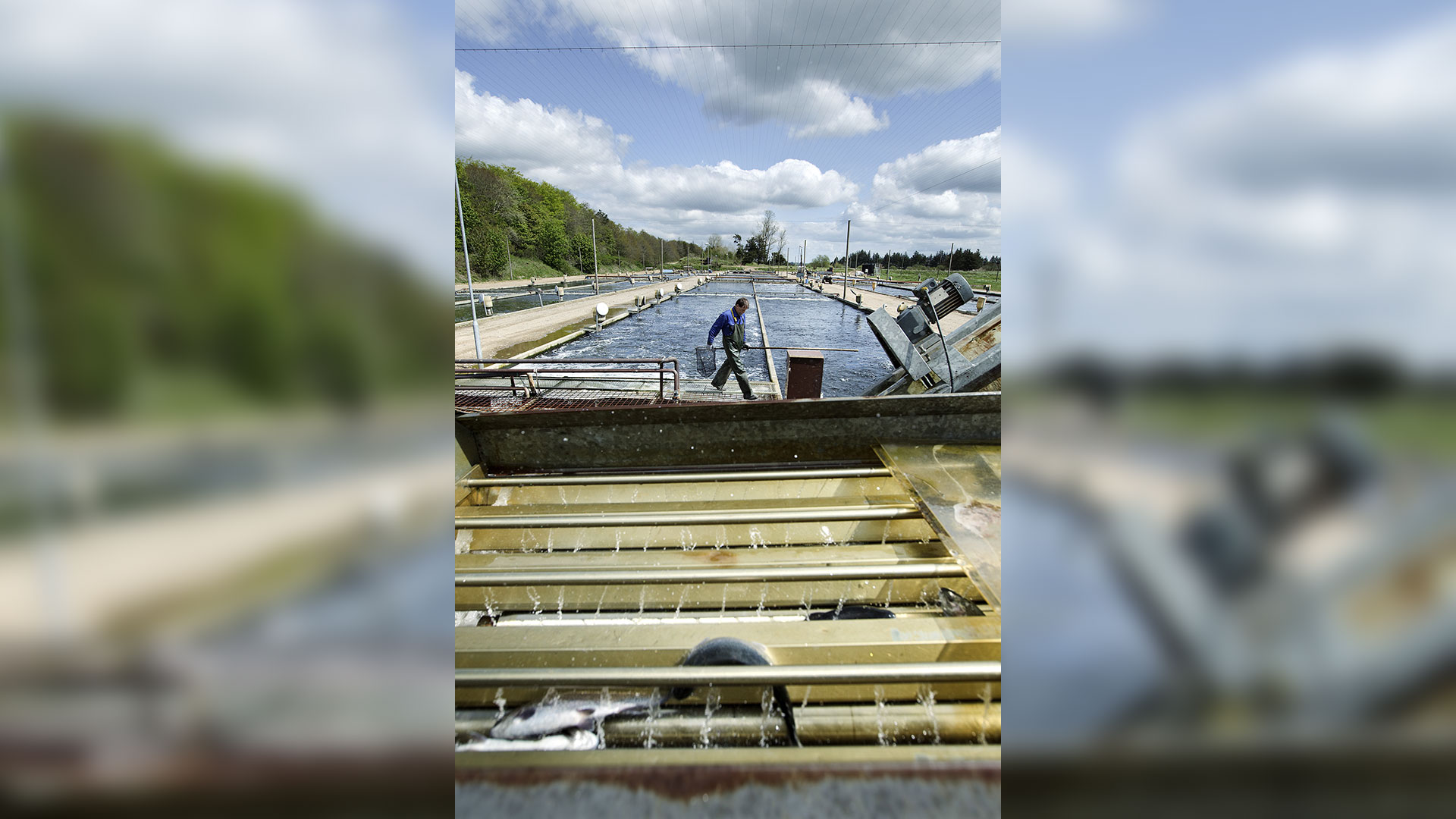 Billedet viser en mand, der er ved at udføre arbejde i et fiskeopdrætsanlæg.