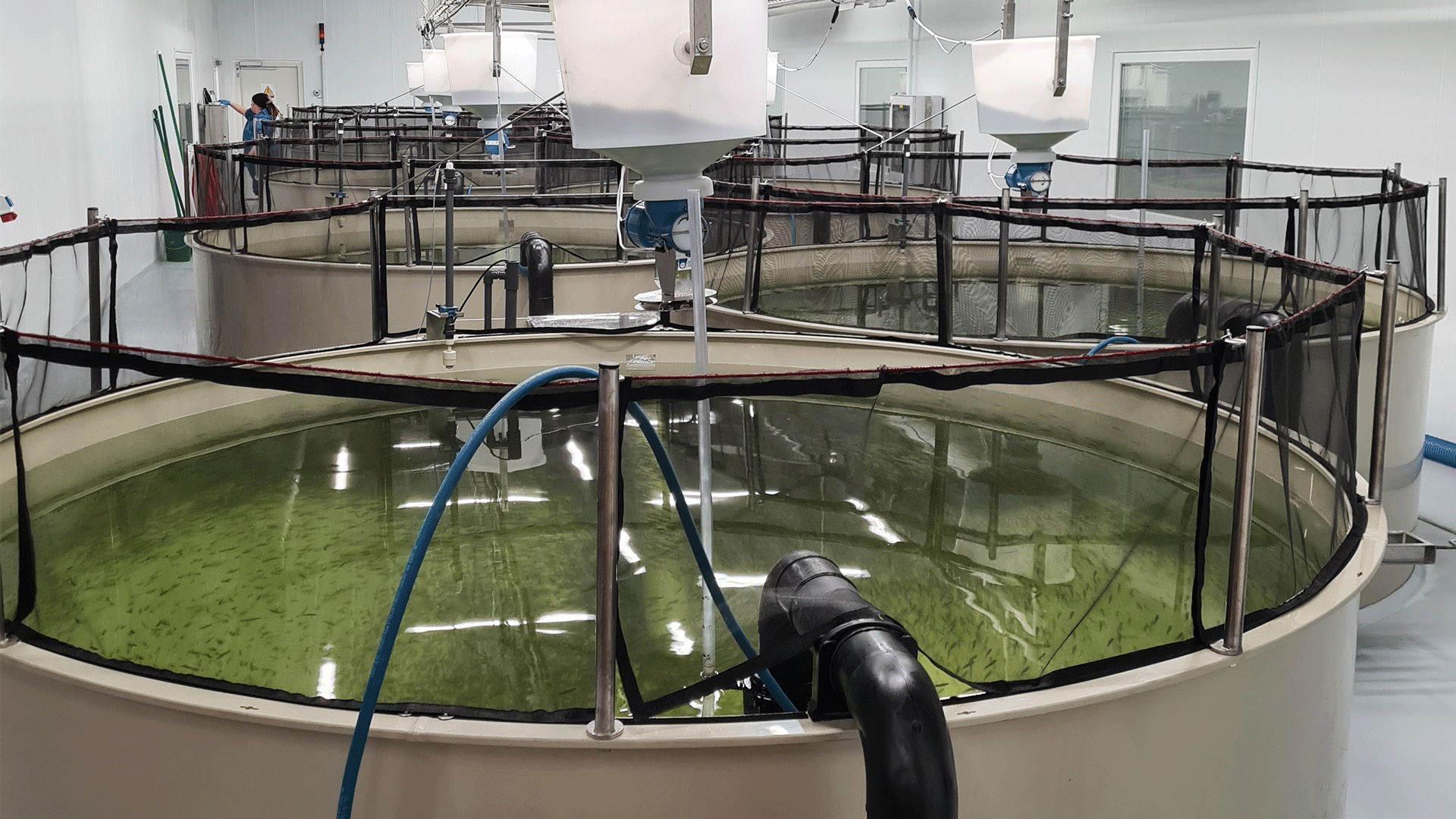 Billede af et fiskeopdrætsanlæg, hvori der svømmer laks.