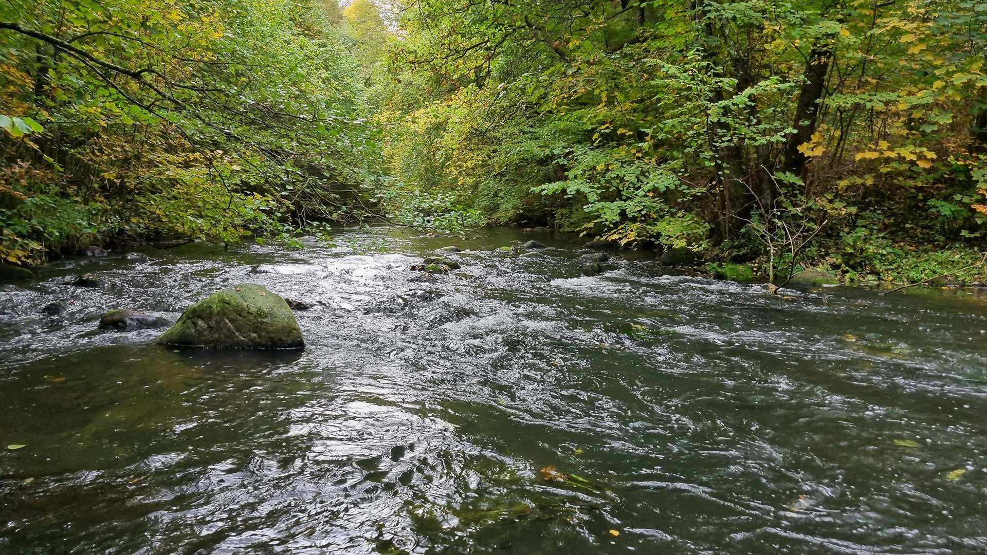 Arrangement om fiskene i Gudenå og Mossø