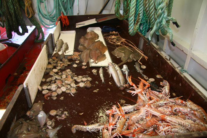 Sorteret fangst fra pr&oslash;vefiskeri. Foto: DTU Aqua.