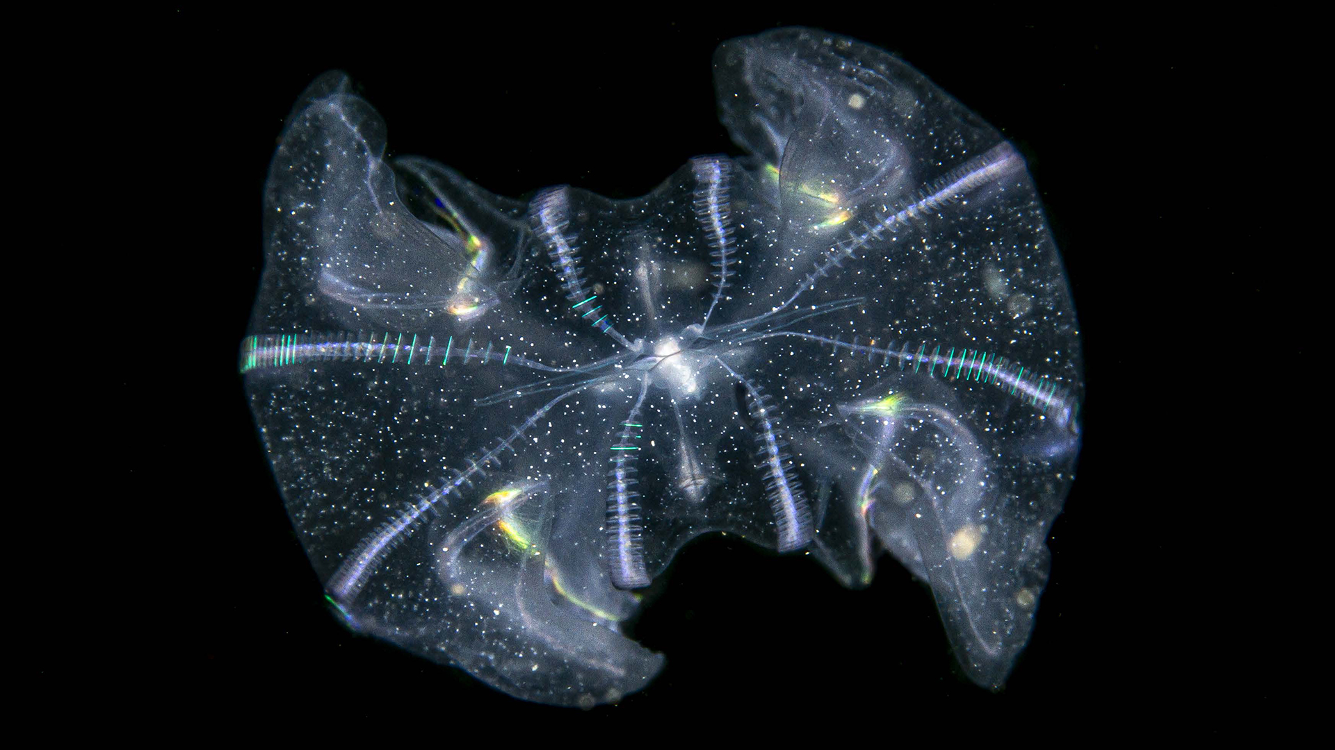 Den invasive ribbegople Mnemiopsis leidyi