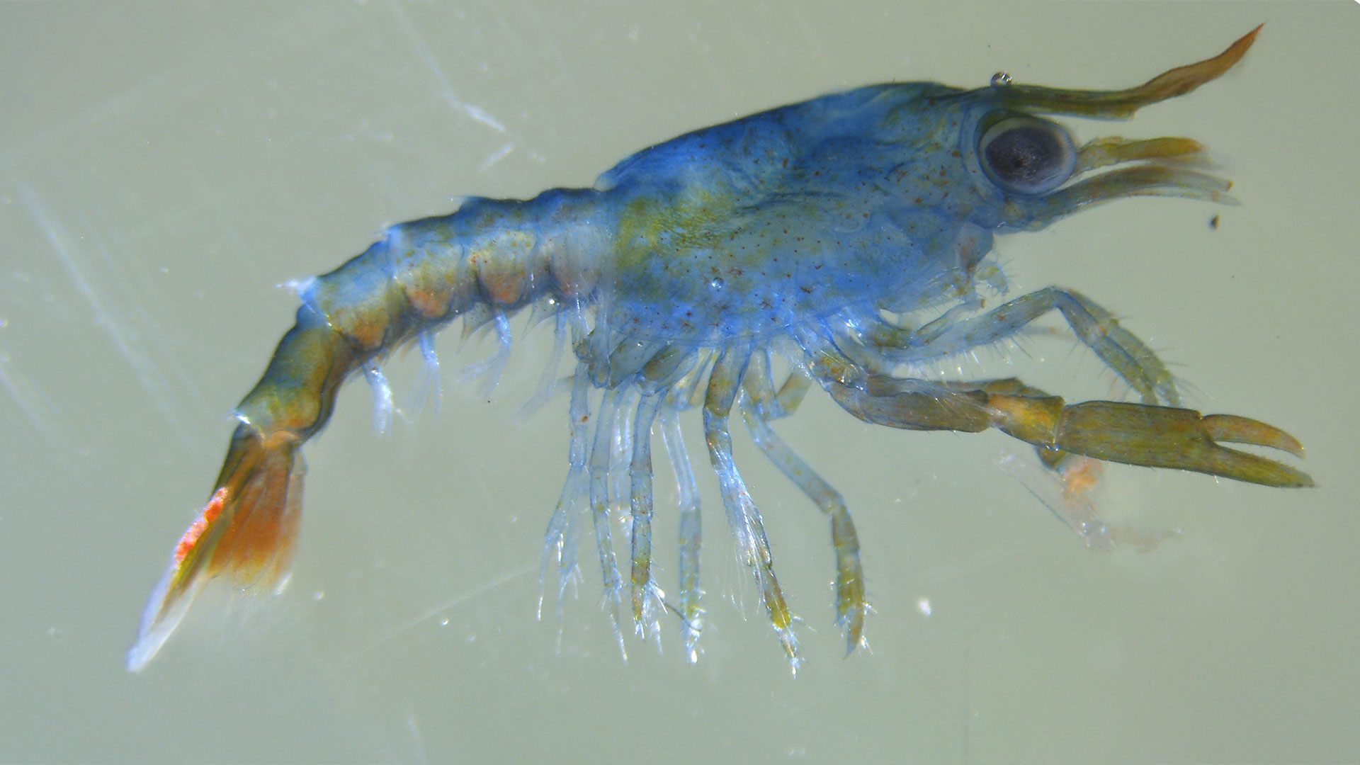 Hummeryngel ©DTU Aqua Hummeryngel