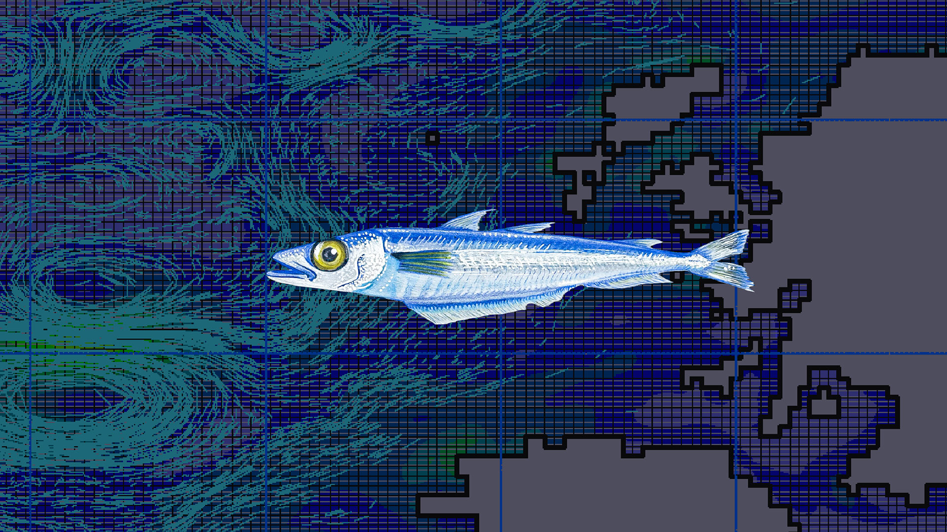 Map with drawing of blue whiting