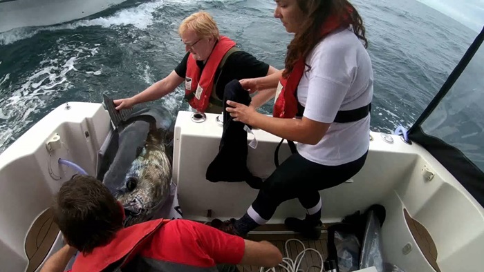 DTU Aqua-forskere mærker blåfinnet tun i 2018. Foto: Kim Birnie-Gauvin, DTU Aqua