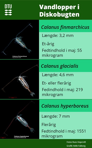 Grafik der viser tre typer vandlopper som findes i Diskobugten. Fotos Russ Hopcroft, grafik Helle Falborg