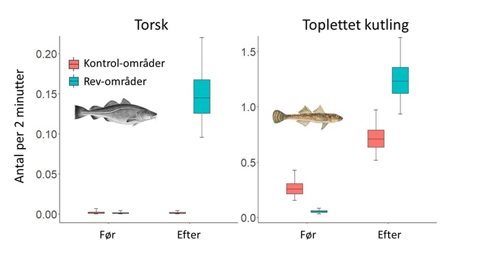 Figur der viser forekomst af torsk og toplettet kutling før og efter etablering af nye stenrev. Figur Tim Wilms