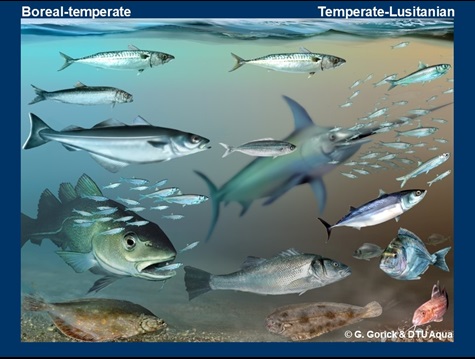 Illustration af forskellige fiskearter. Illustration: C. Gorick & DTU Aqua