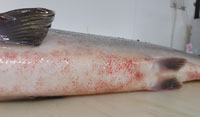 Laks med Red Skin Disease. Foto: Inland Fisheries Ireland.