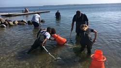 Biologi i strandkanten