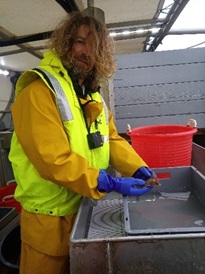 Svækkelse af rødspætters reflekser undersøges af Sebastian Uhlmann fra ILVO. Foto: Esther Savina, DTU Aqua