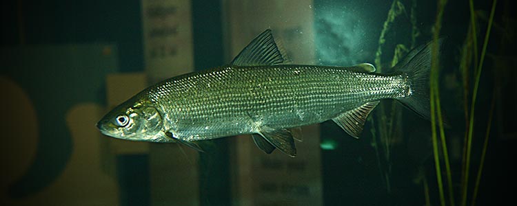 Snæbel i hel figur, DTU Aqua/Fiskeplejen.dk