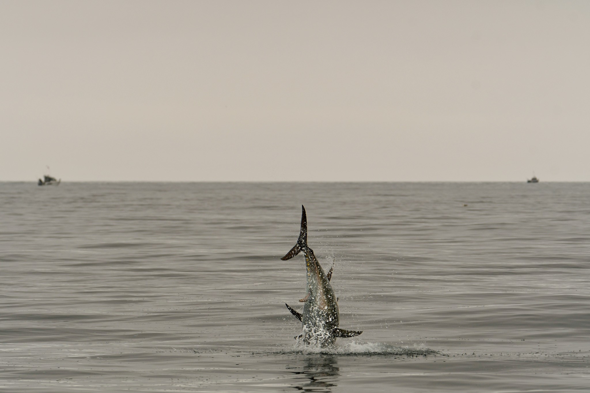 Bluefin tuna. Kim Birnie Gauvin
