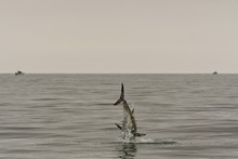 Bluefin tuna. Kim Birnie Gauvin