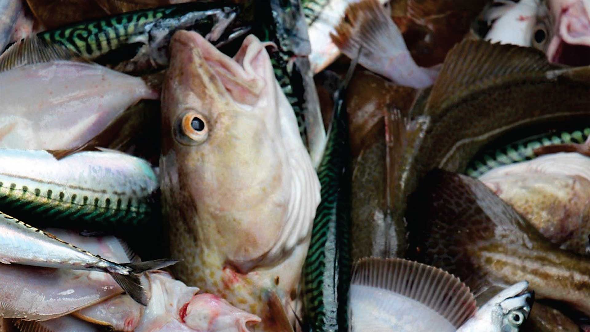 Fisk-på-forsidecoveret-af-discardrapport-2025-foto-Marie-Storr-Paulsen