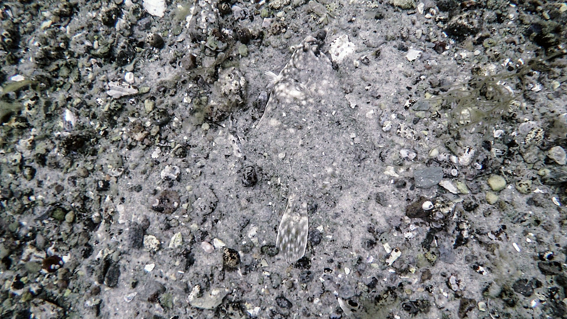 Fladfisk på bunden. Foto Andreas Mørck Nielsen