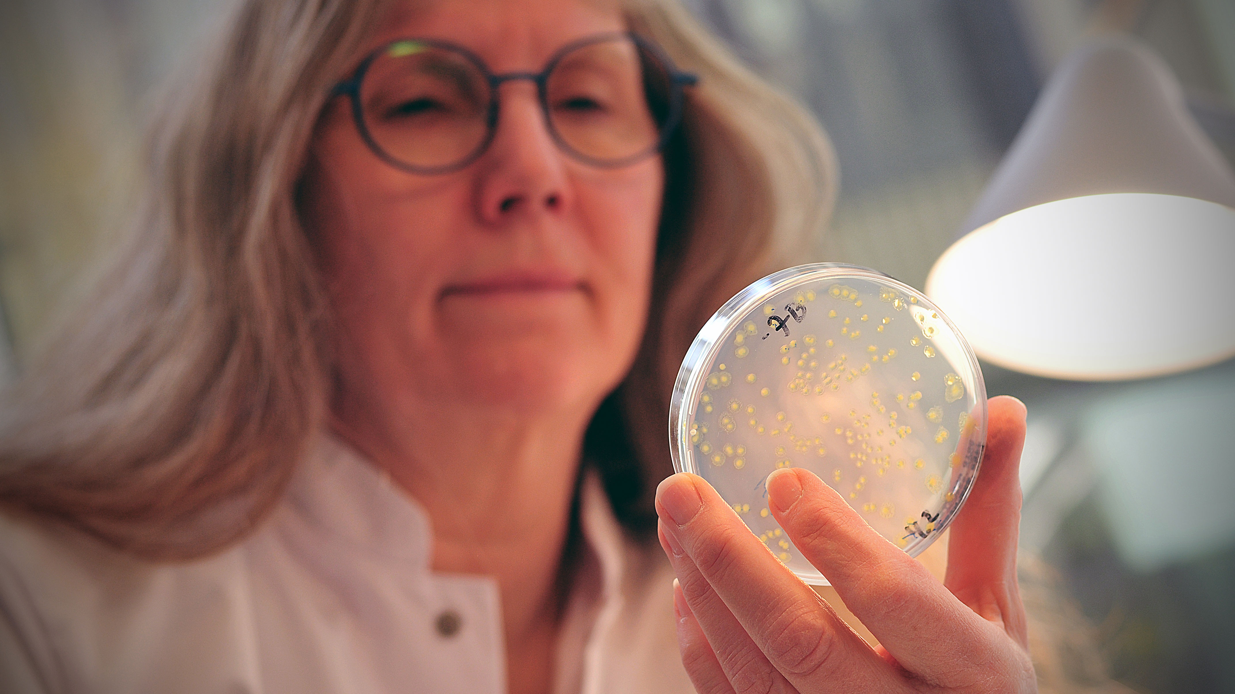Lone Madsen i lab med petriskål. Foto Anne Trap-Lind