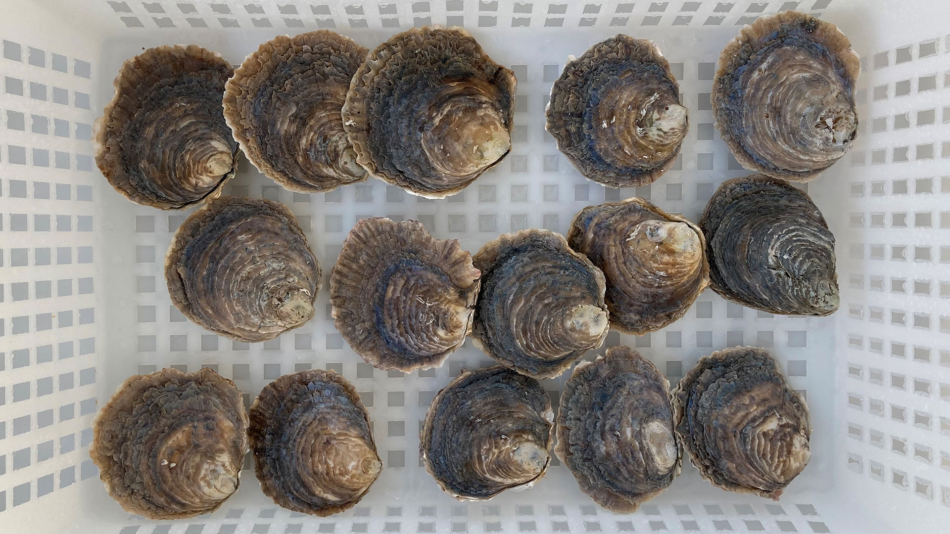 Østers i kurv ©DTU Aqua Østers i kurv