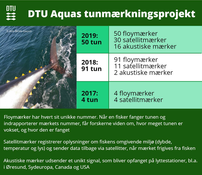 Tun - oversigt over mærkning af atlantisk blåfinnet tun