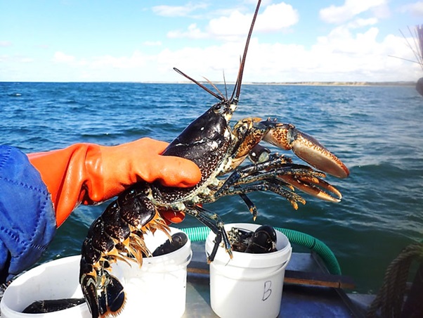 Sort hummer fra Limfjorden. Foto: Mette K. Schiønning.