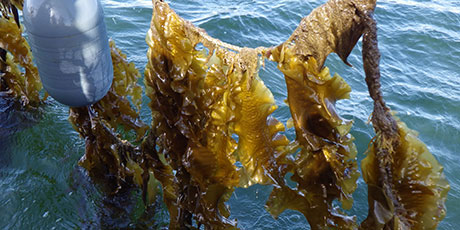 Long-line farm unit for seaweed. Photo: Danish Shellfish Centre